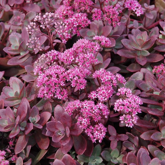 5 Live Perennial Sedum SunSparkler® 'Firecracker' Stonecrop Plants Flowers - Picture 2 of 7